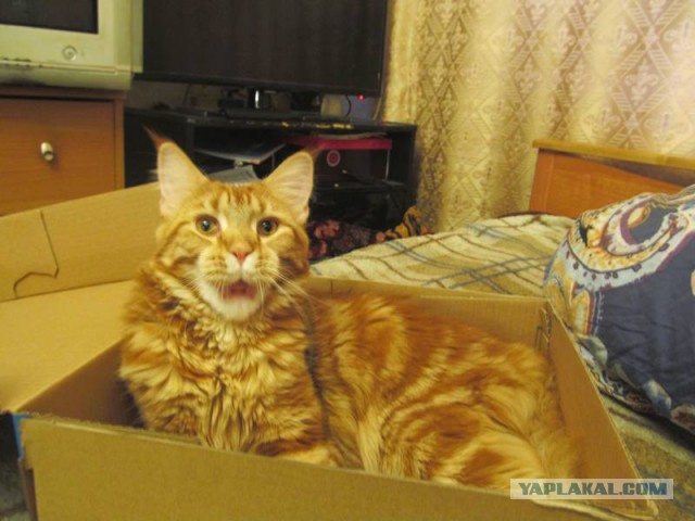 Котовторник 6.05.2014