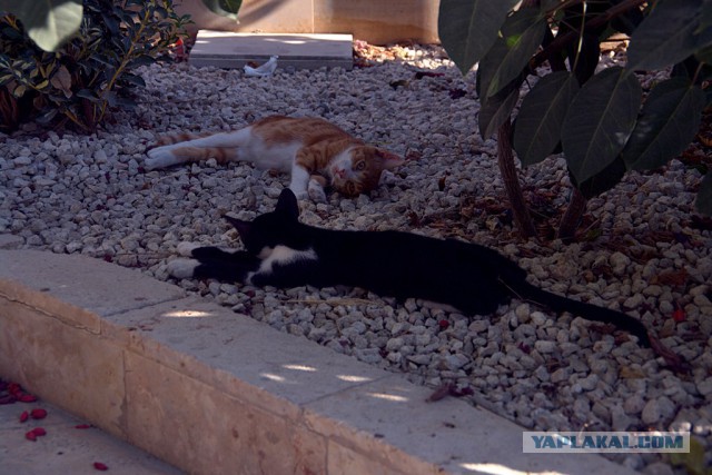 Котовторник 20.05.2014