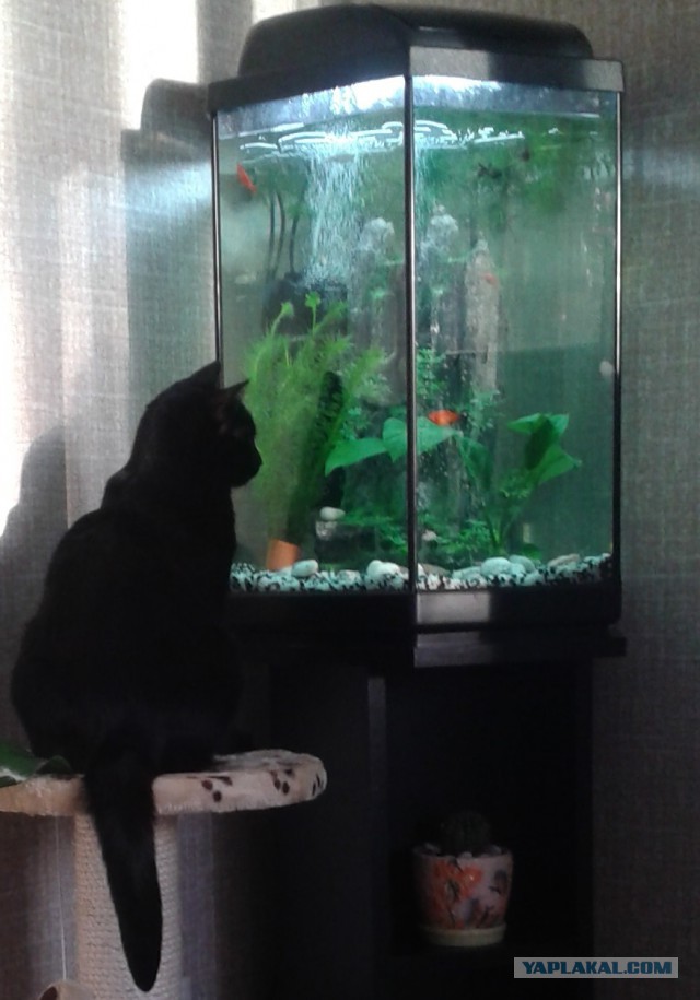 Котовторник 16.09.14