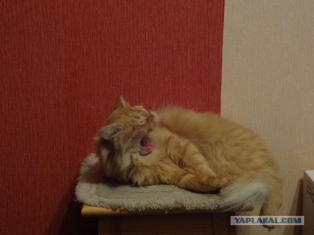 Котовторник 21.10.2014