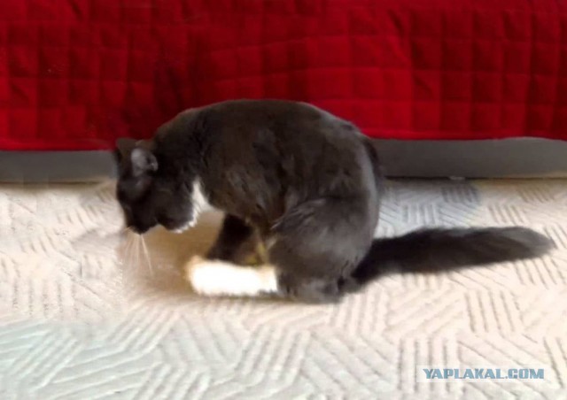 Про кота и г..вно