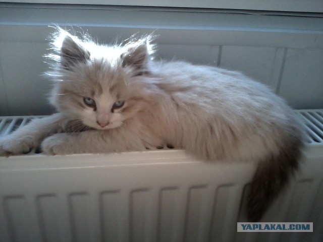 Котовторник 04.11.2014