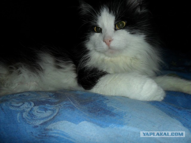 Котовторник 25.11.2014