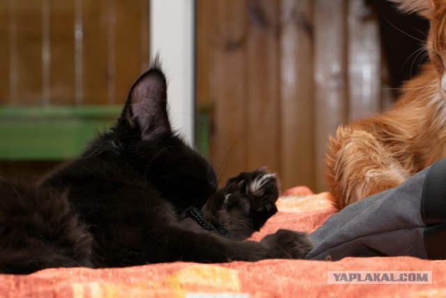 Котовторник 2.12.14