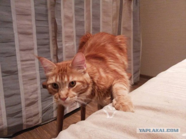 Моя кошка гопник!