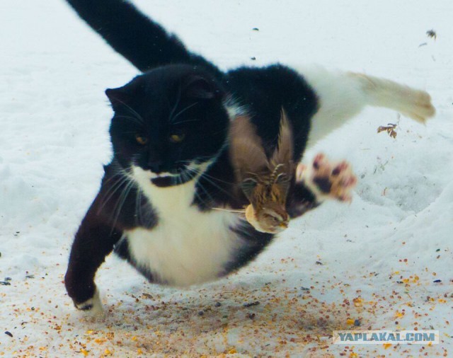 Фотки из инетов