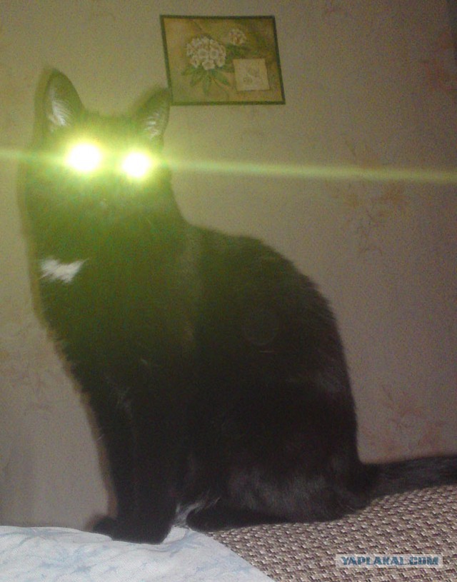 Котовторник