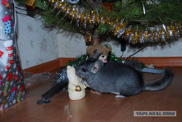 Даешь Шиншиллосреду!