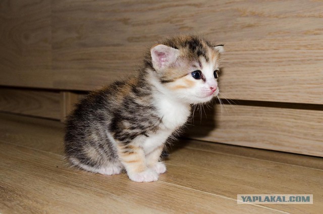 Котовторник 12.05.2015