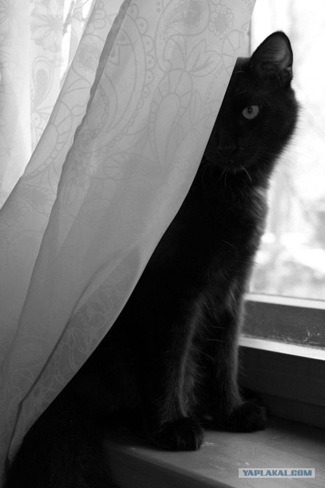 Котовторник