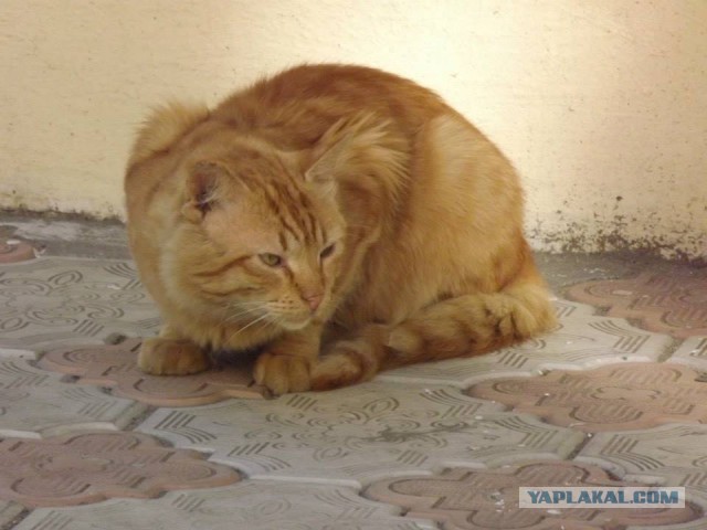 Котовторник  21.07.2015