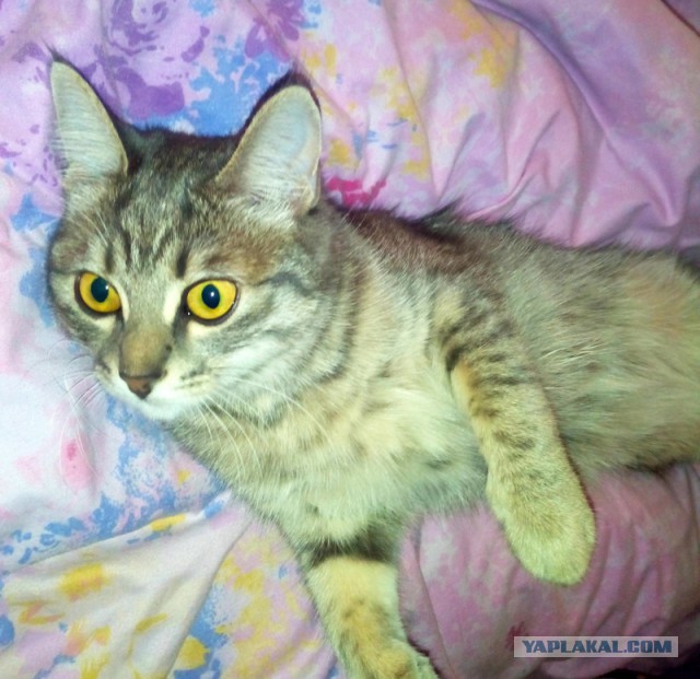 Котовторник 13.10.2015