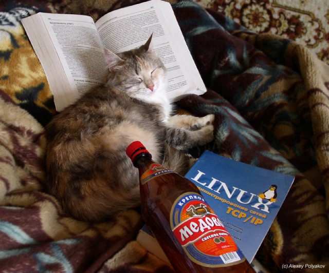Коты, кошки, котята