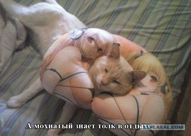 Котовторник