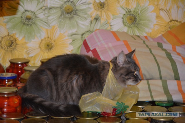 Мир глазами котов