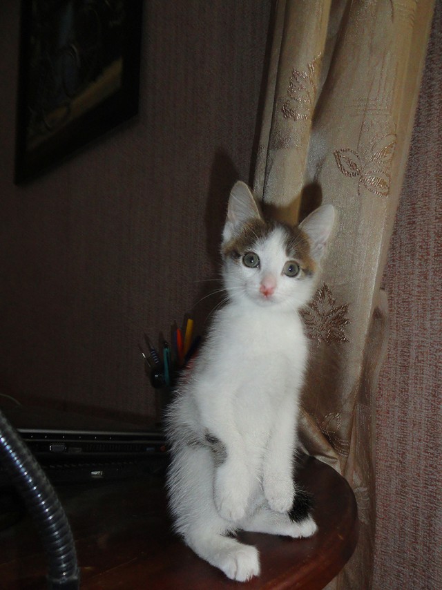 Новогодний котовторник,05.01.16.