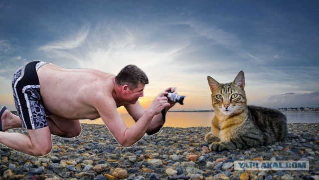 Жаба: Фотолюбитель
