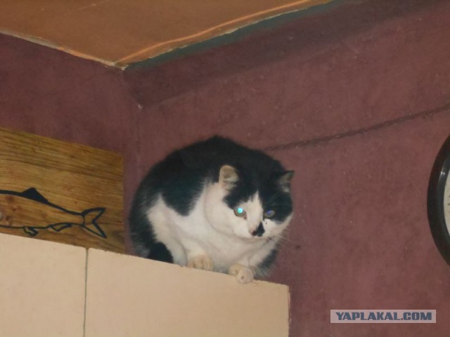 Жизнь домашнего приюта для котеек 95