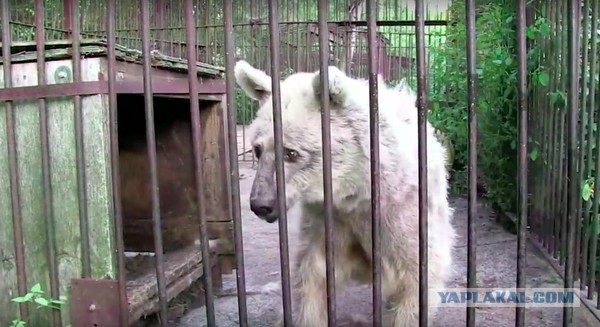 Эта медведица по имени Фифи ждала 30 лет чтобы ее спасли