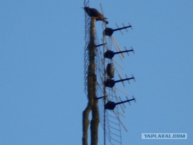 Жизнь домашнего приюта для котеек 108