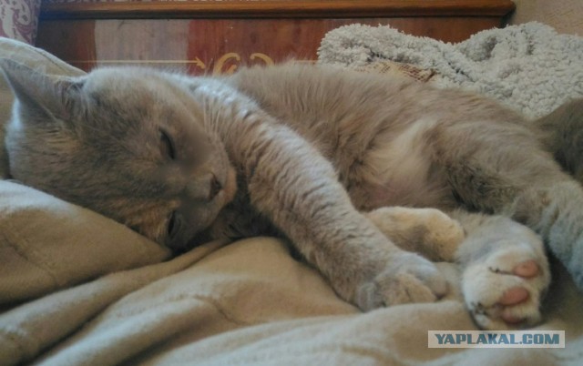 Котовторник  10.05.2016