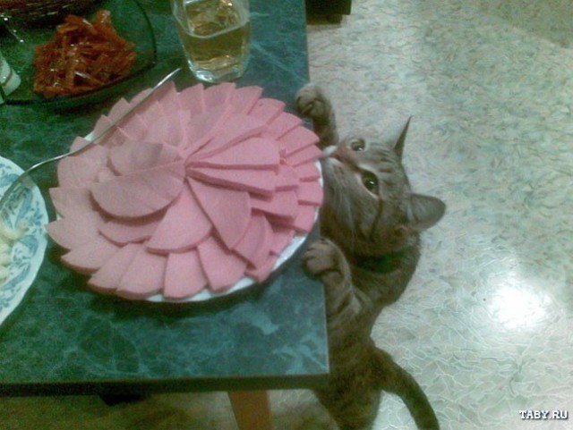 А вот и котовторник!