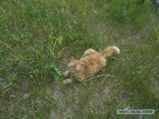 Жизнь домашнего приюта для котеек 118