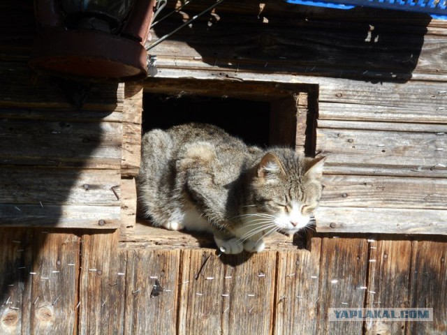 Жизнь домашнего приюта для котеек 121