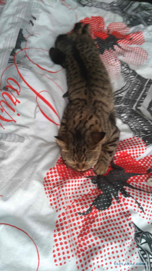 Котовторник 26.07 2016