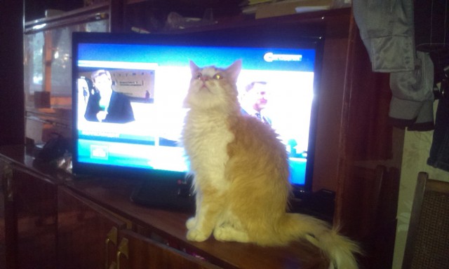 Мой мешающий кот