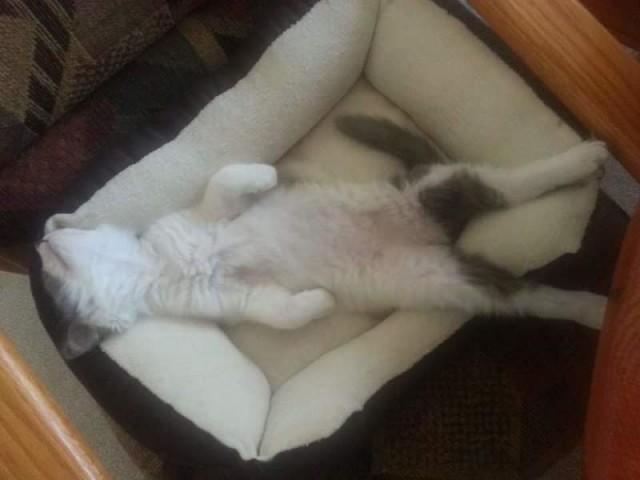 Коты из сети