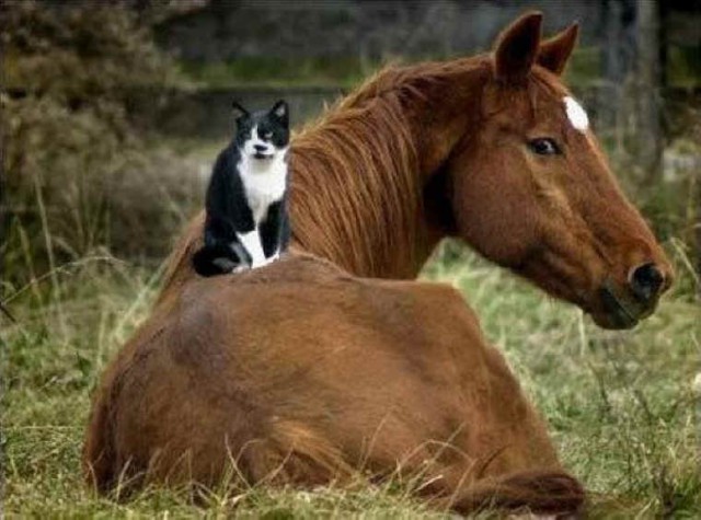 Коты из сети