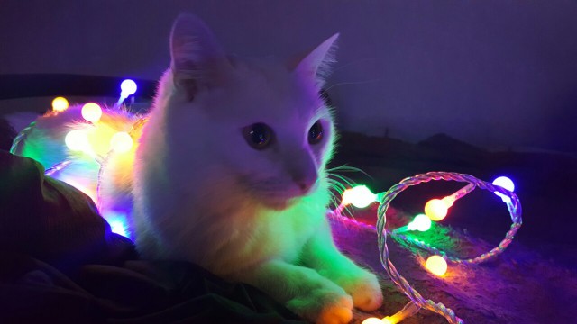Котовторник 20.12.2016