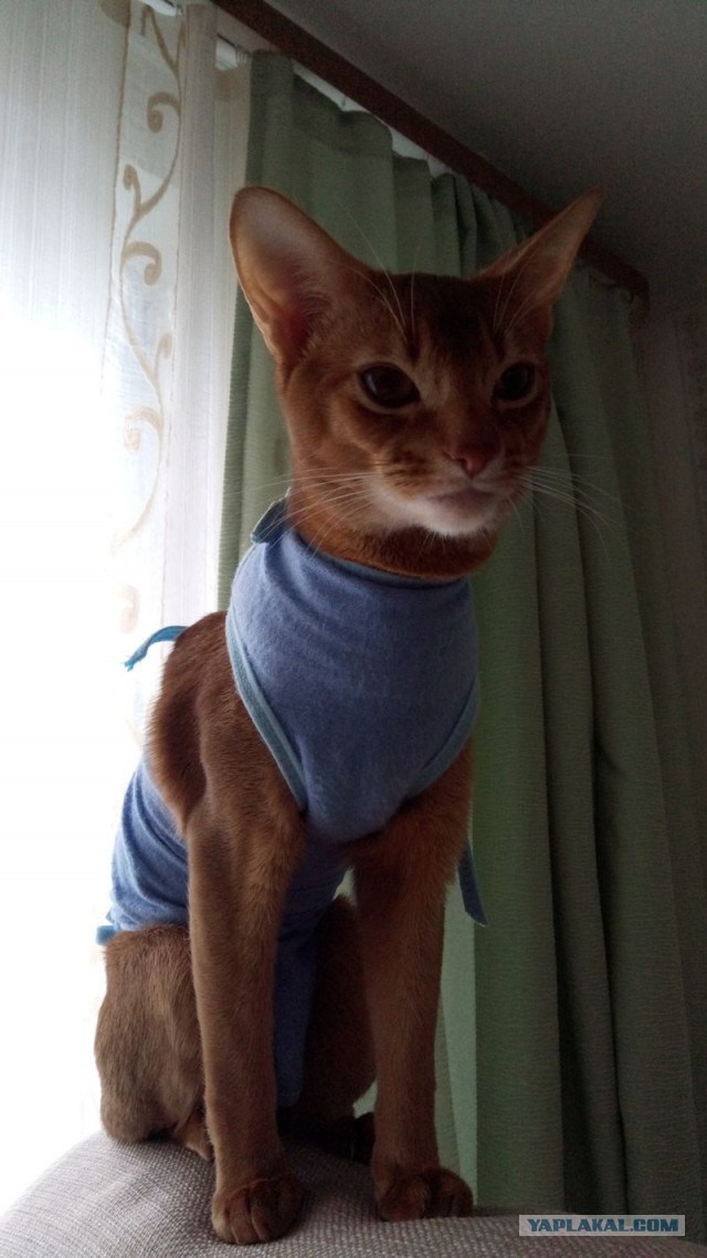 Котовторник 28.02.2017