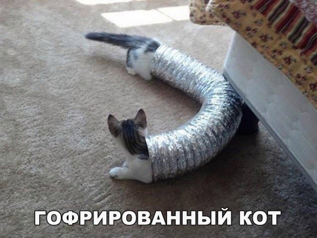 Коты и Кошки