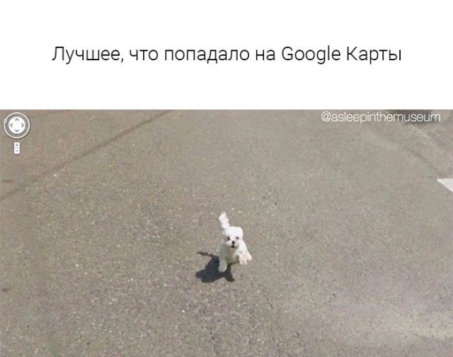 Подборка забавных животных