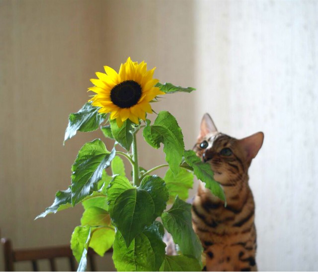 Котовторник 27.06.2017