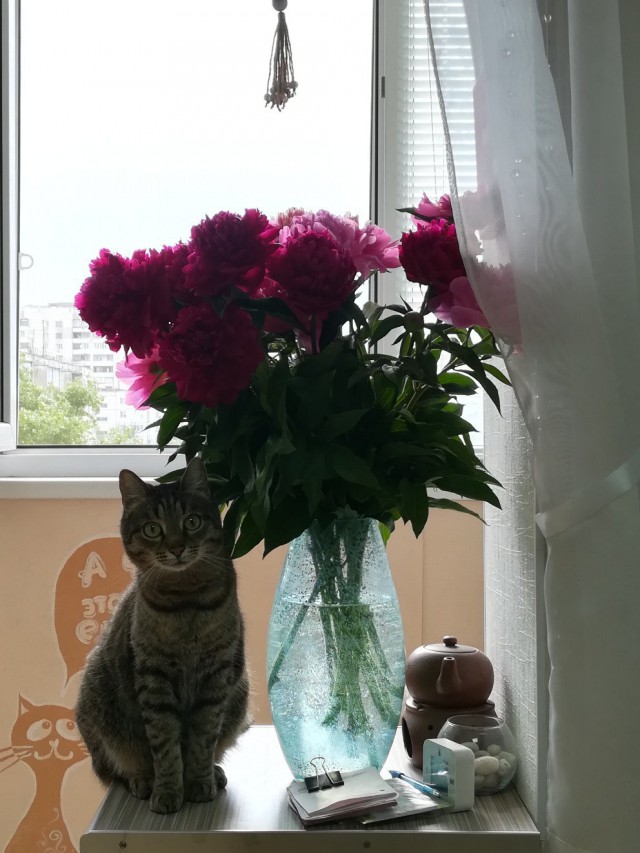 Коты и Кошки
