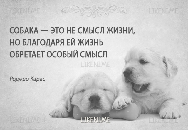 Пёс