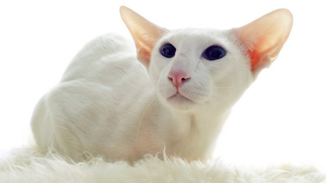 Кошмарно симпатичный