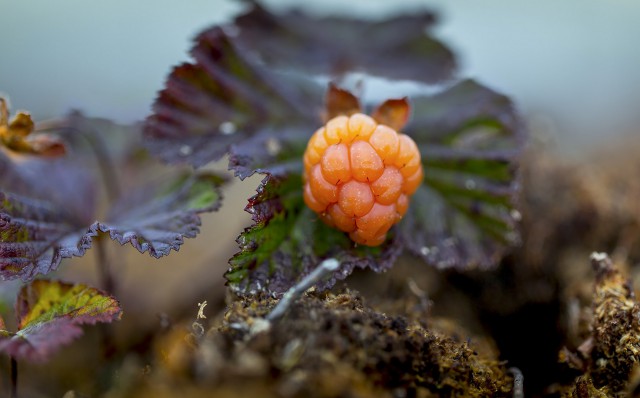 Просто Природа