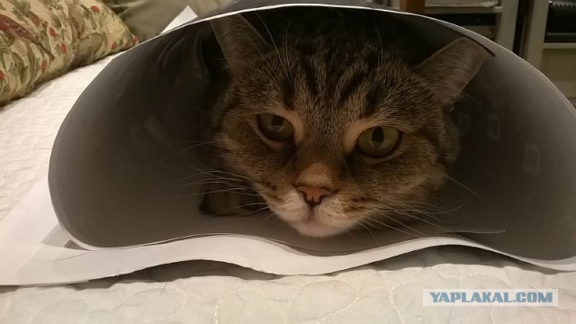 Котовторник 30.01.2018