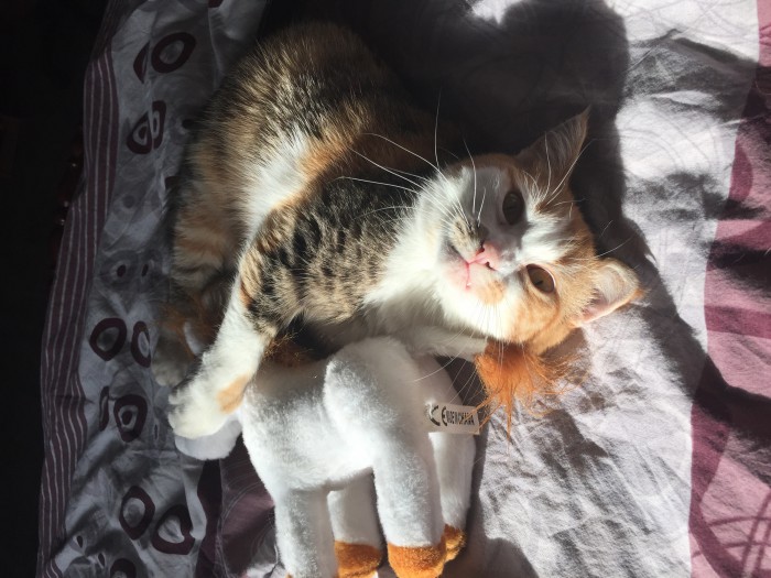 Котовторник 20.03.2018
