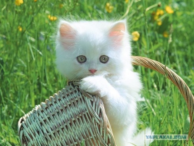 Котовторник на ЯПлакалъ (03.06), котята (31 шт)