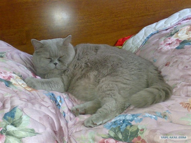 Котовторник на ЯПлакалъ 08.07.2008