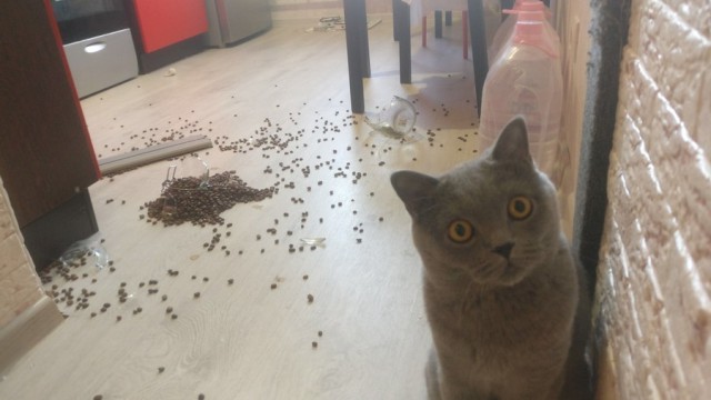 Прикольных котов пост