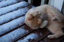 Кот - акробат