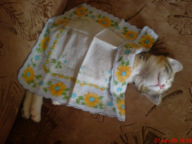Котейкин вторник! Космический 12.04!