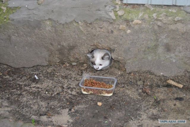 Котовторник