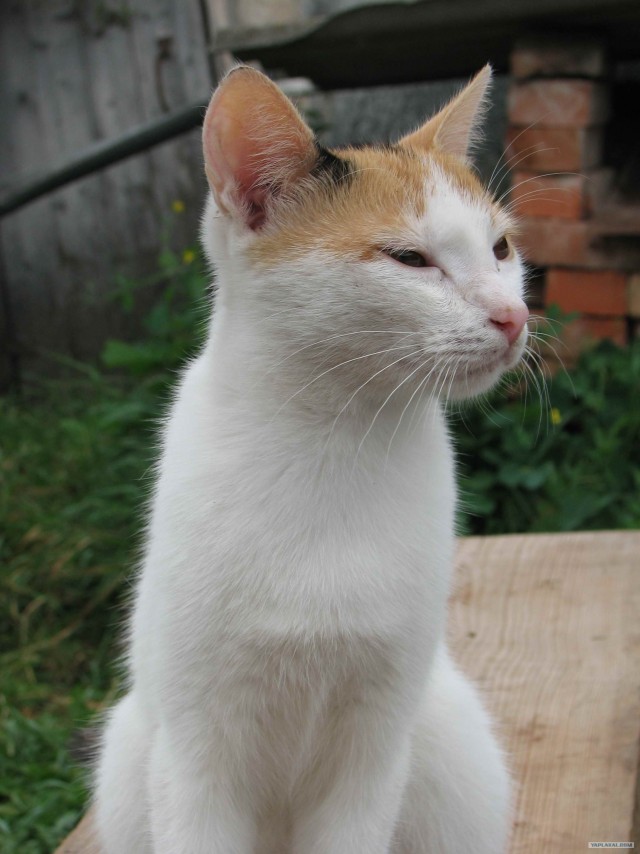 Сонный Котовторник